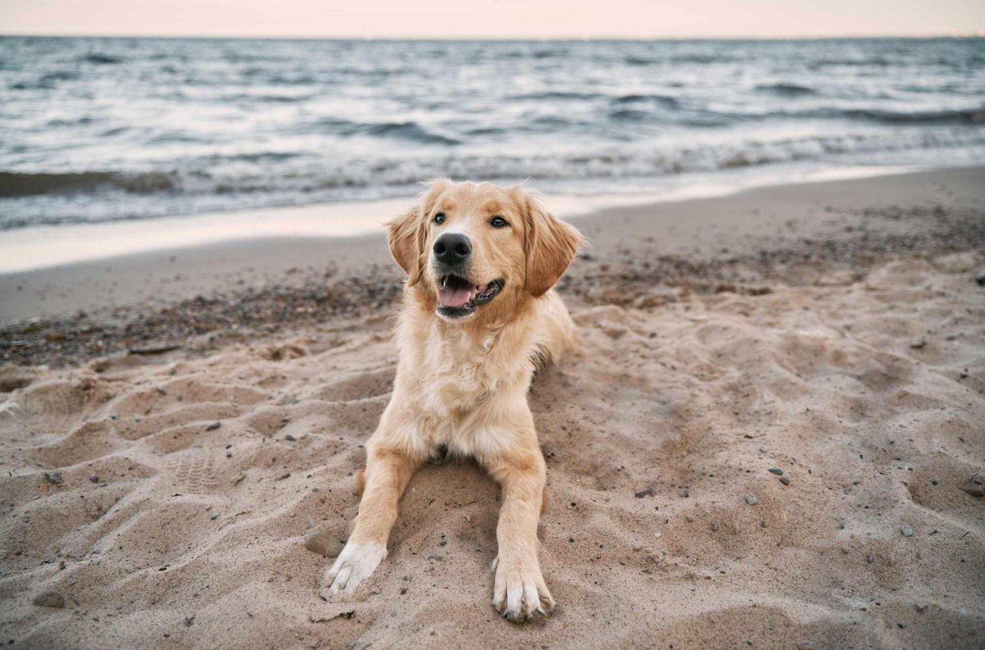 Seehund An Der Seebruecke Zingst Εξωτερικό φωτογραφία